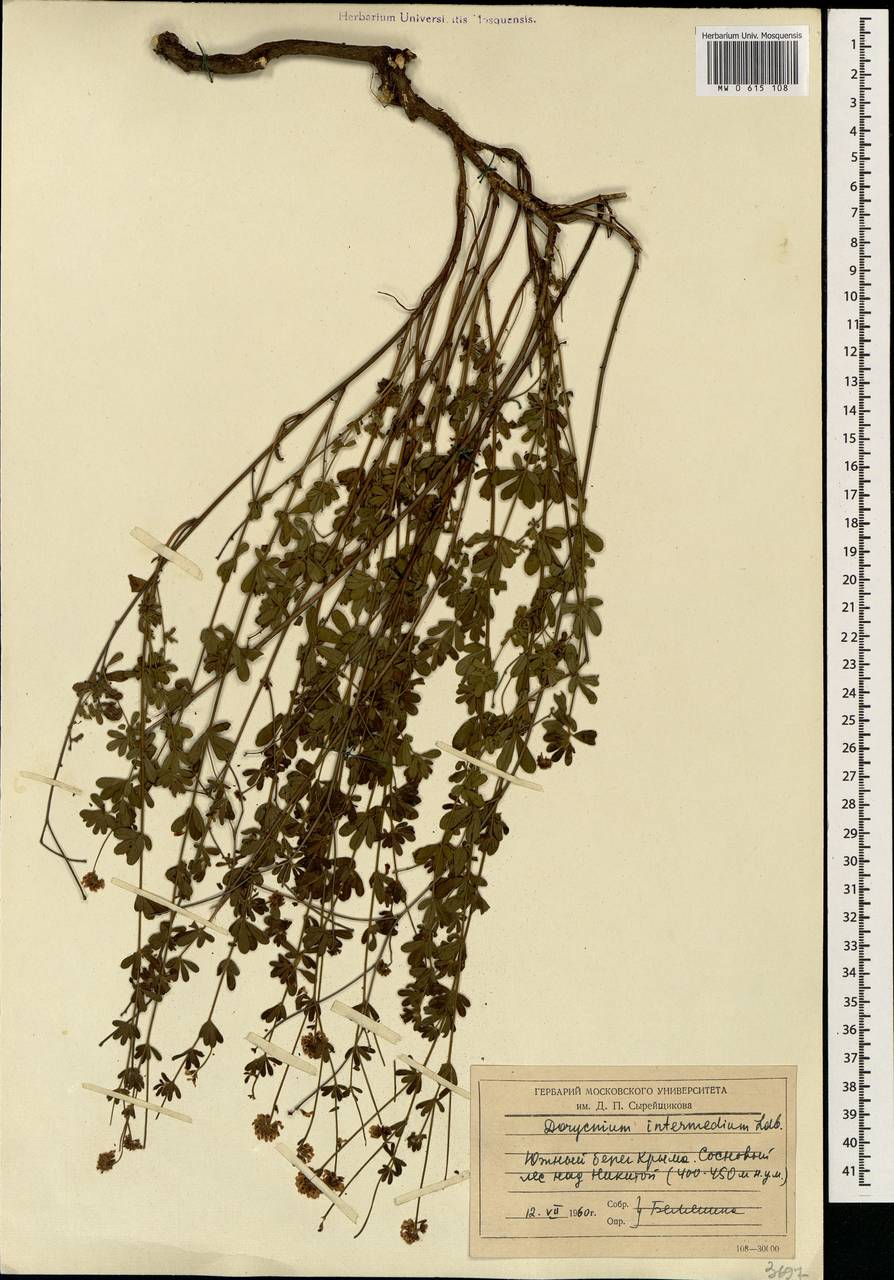 Lotus herbaceus (Vill.) Jauzein, Crimea (KRYM) (Russia)