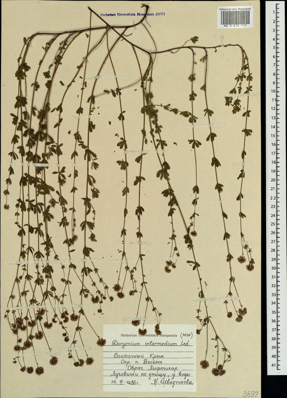 Lotus herbaceus (Vill.) Jauzein, Crimea (KRYM) (Russia)