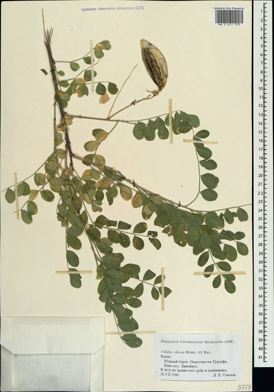 Colutea cilicica Boiss. & Balansa, Crimea (KRYM) (Russia)