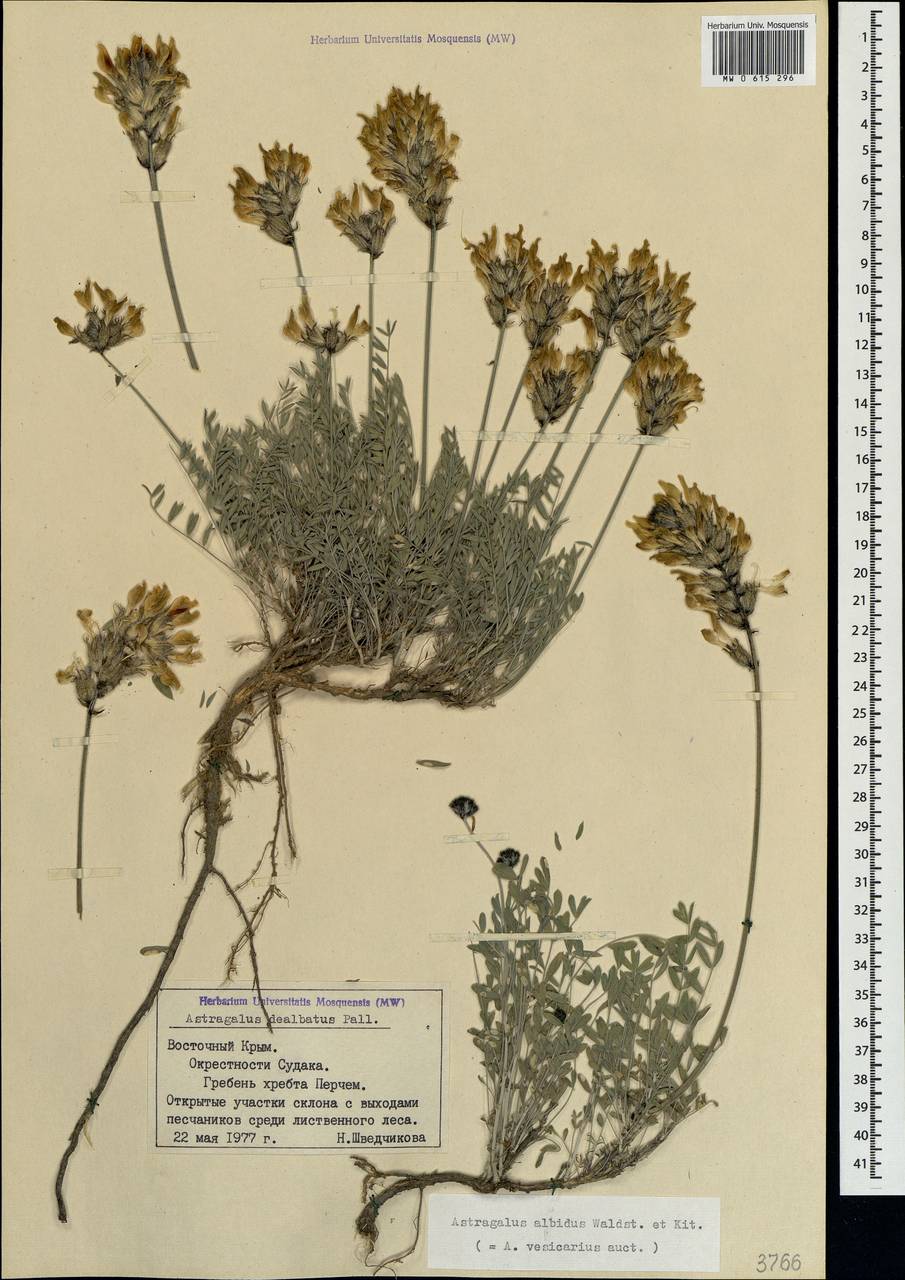 Astragalus vesicarius subsp. vesicarius, Crimea (KRYM) (Russia)