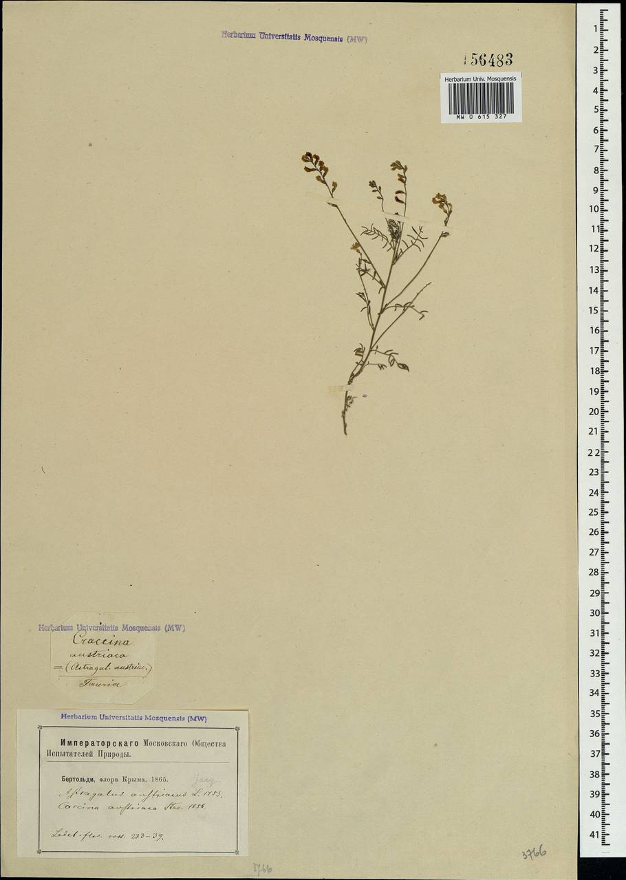Astragalus austriacus Jacq., Crimea (KRYM) (Russia)