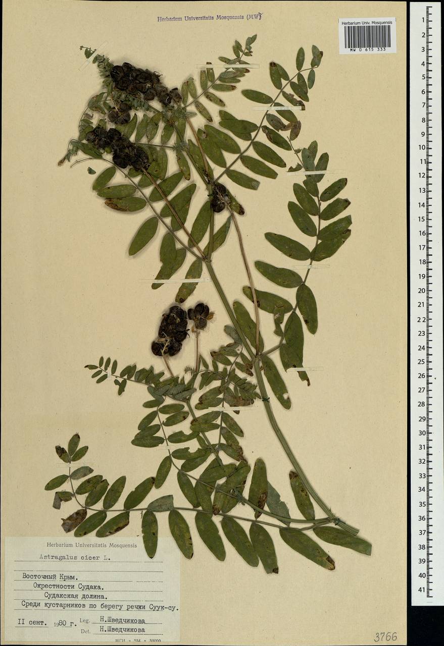 Astragalus cicer L., Crimea (KRYM) (Russia)