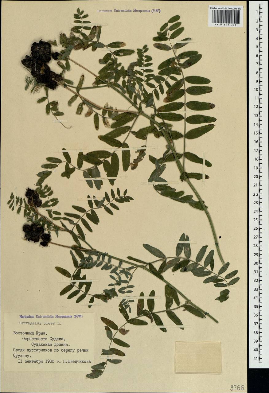 Astragalus cicer L., Crimea (KRYM) (Russia)