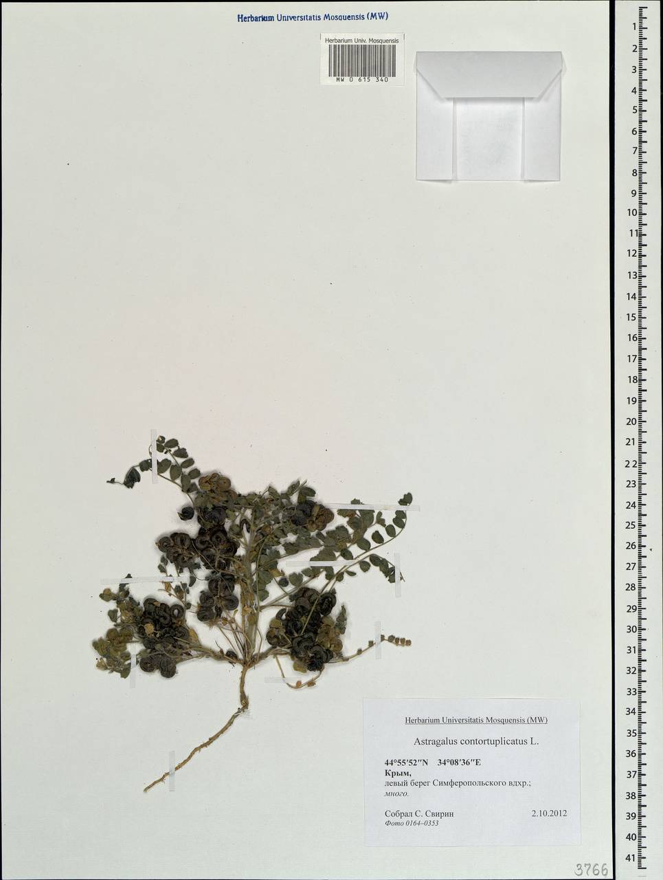 Astragalus contortuplicatus L., Crimea (KRYM) (Russia)