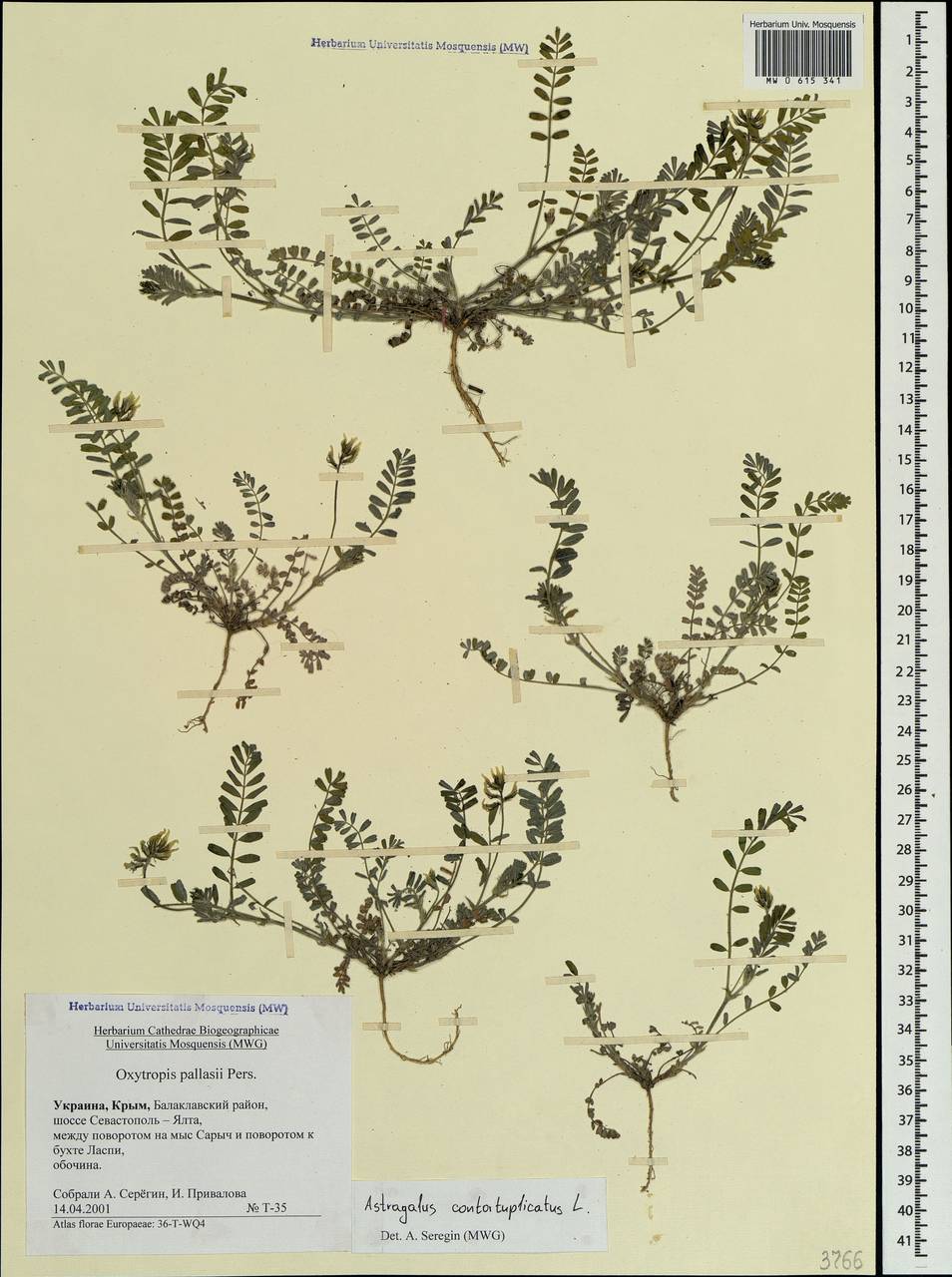 Astragalus contortuplicatus L., Crimea (KRYM) (Russia)