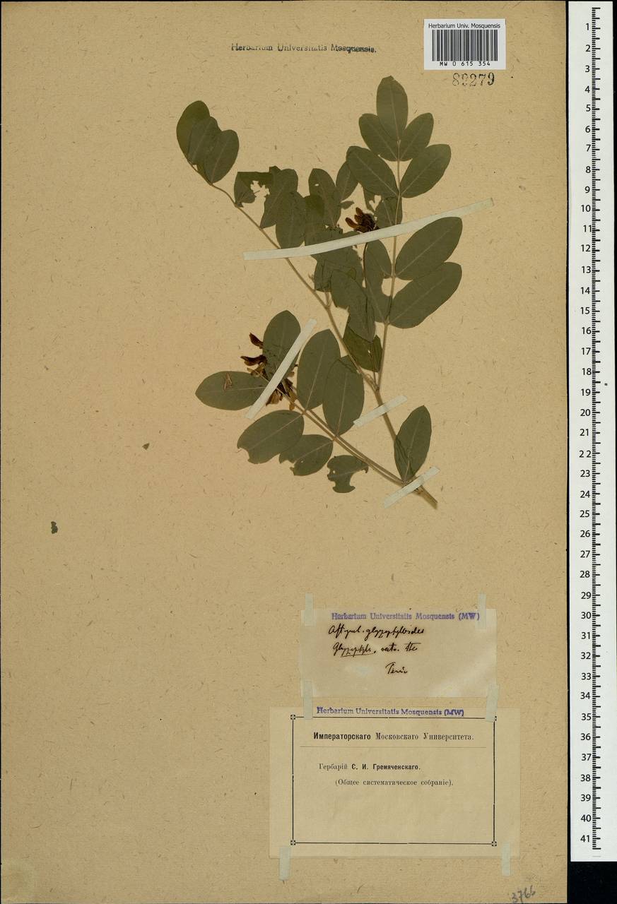 Astragalus glycyphylloides DC., Crimea (KRYM) (Russia)