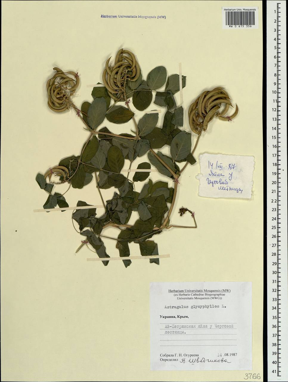 Astragalus glycyphyllos L., Crimea (KRYM) (Russia)