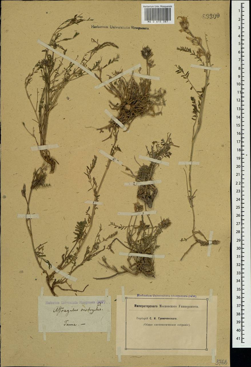 Astragalus onobrychis L., Crimea (KRYM) (Russia)