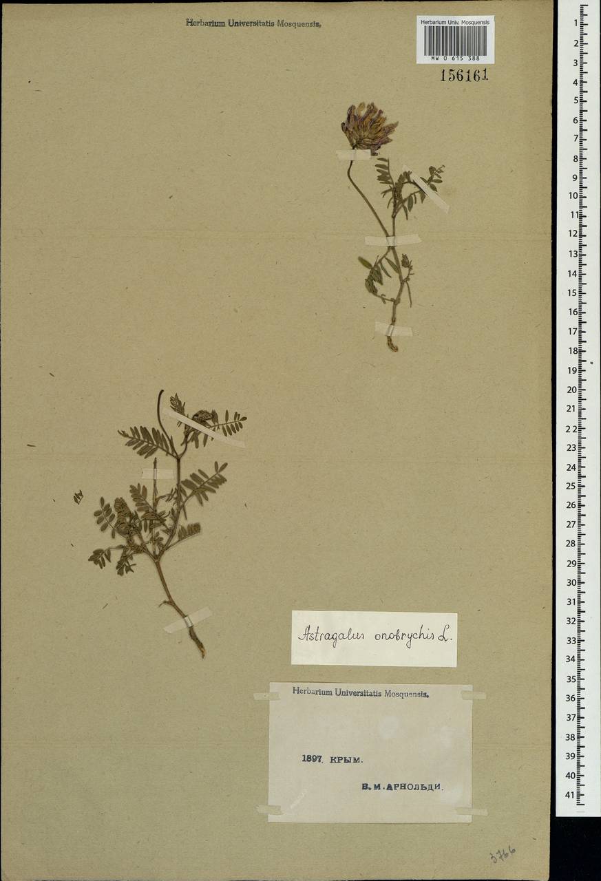 Astragalus onobrychis L., Crimea (KRYM) (Russia)