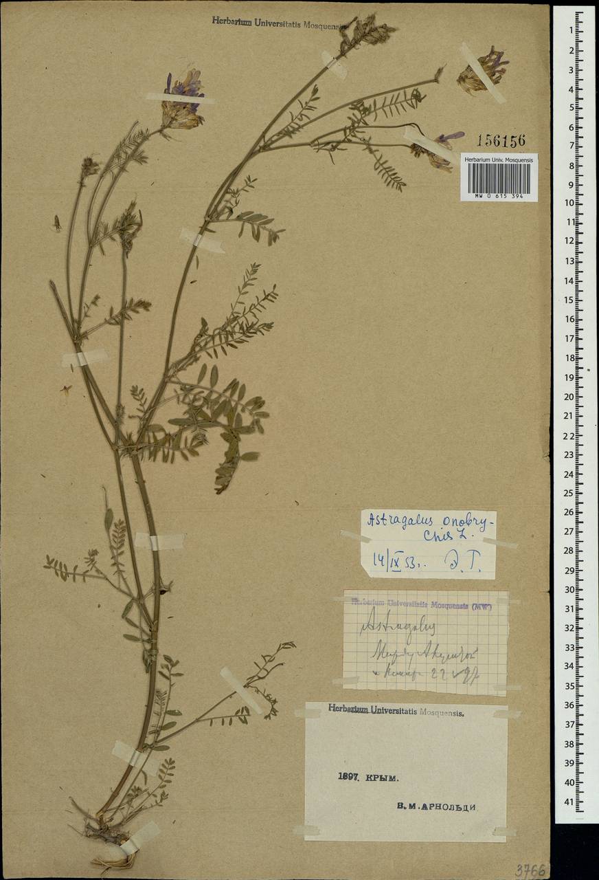 Astragalus onobrychis L., Crimea (KRYM) (Russia)