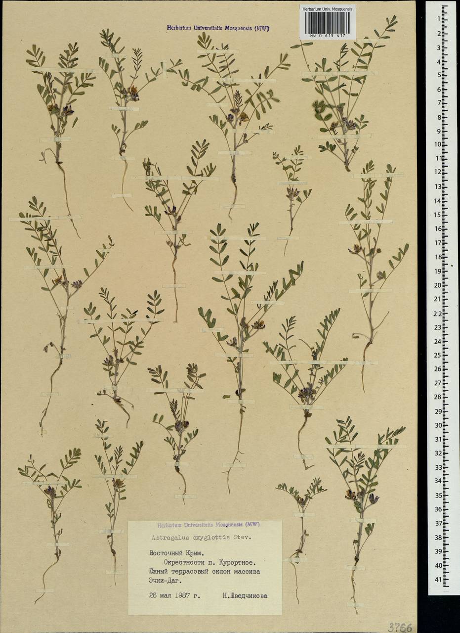 Astragalus oxyglottis Stev. ex M. Bieb., Crimea (KRYM) (Russia)