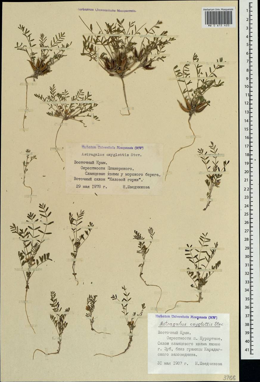 Astragalus oxyglottis Stev. ex M. Bieb., Crimea (KRYM) (Russia)