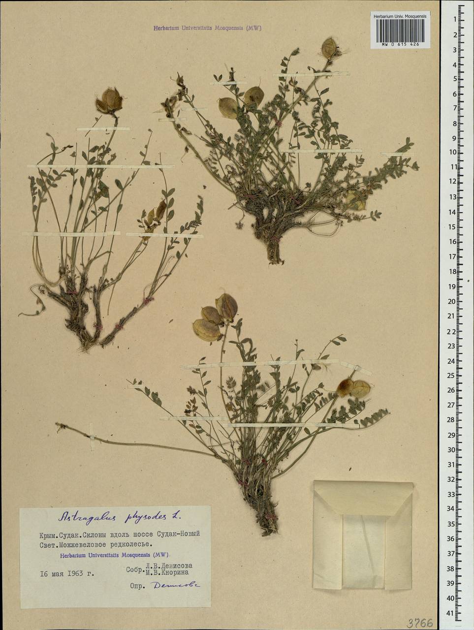 Astragalus physodes L., Crimea (KRYM) (Russia)