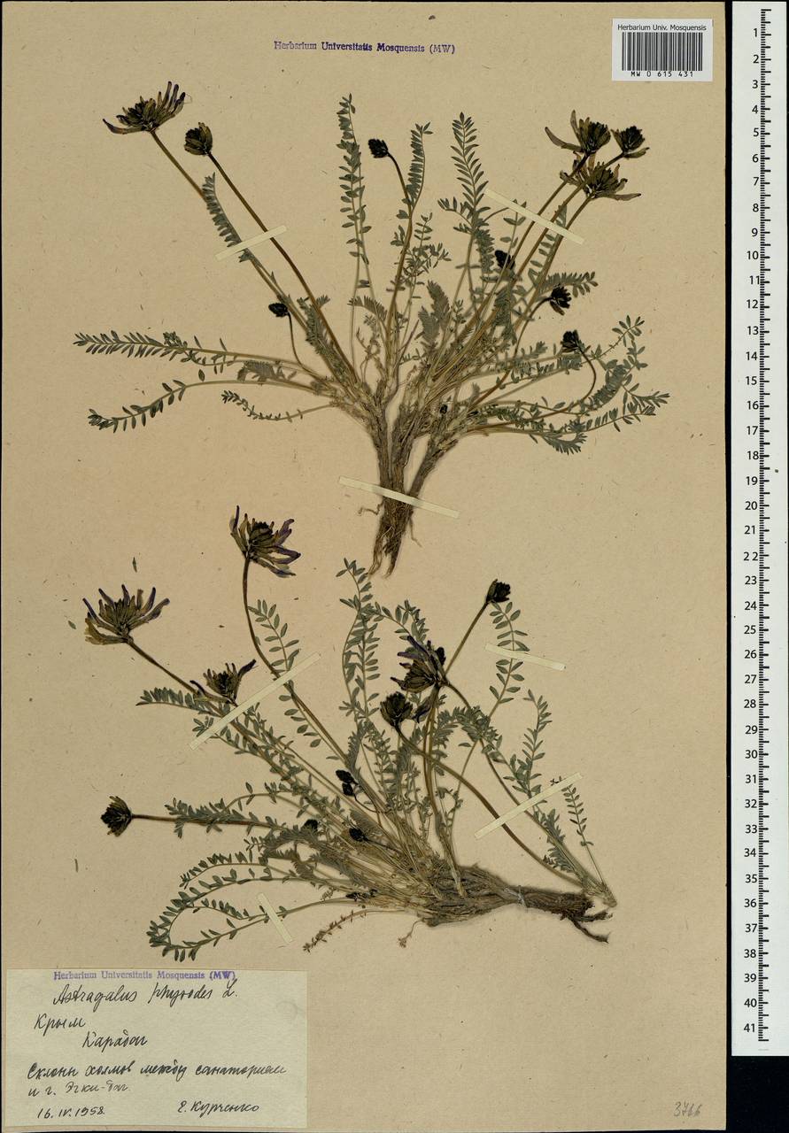 Astragalus physodes L., Crimea (KRYM) (Russia)