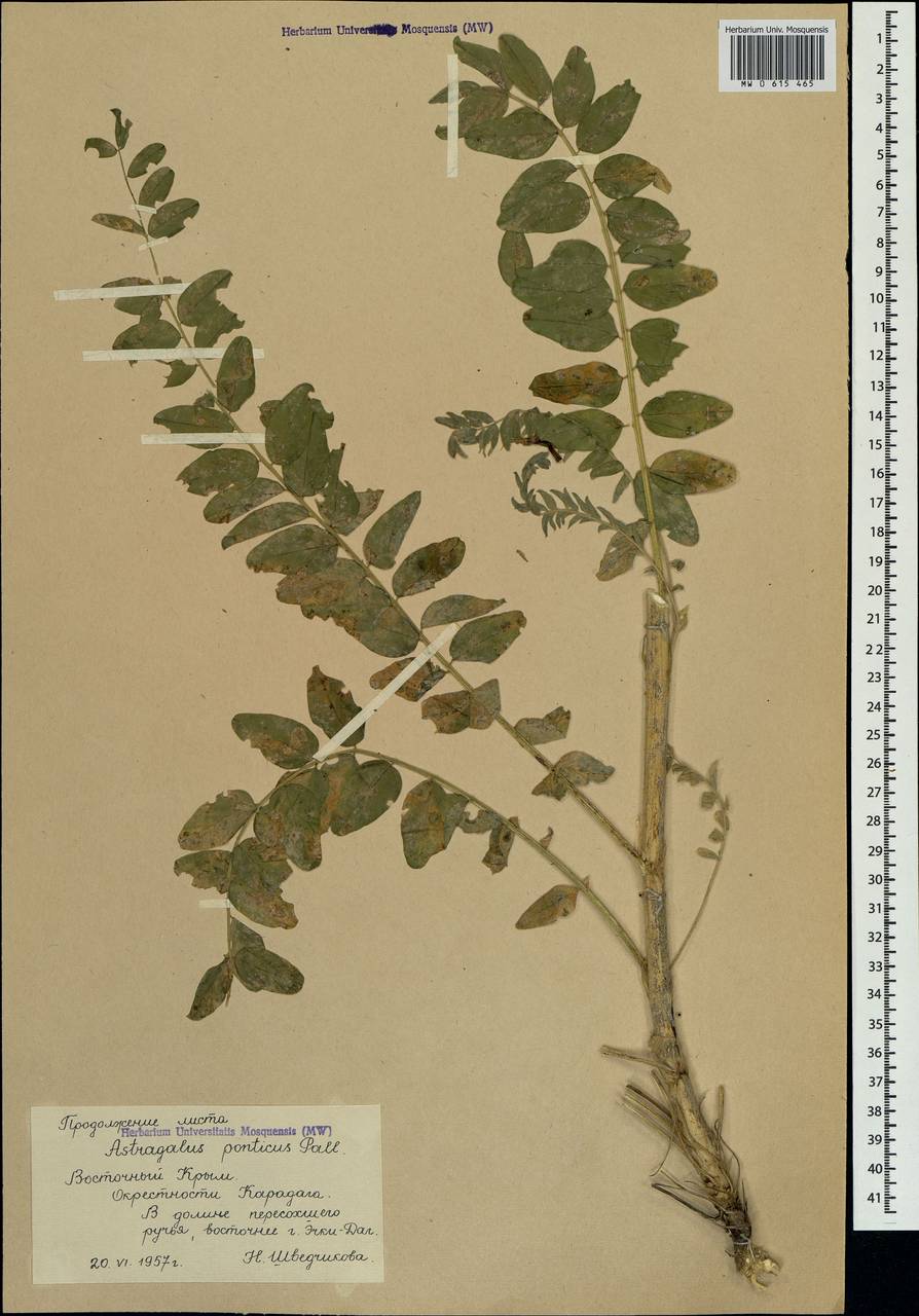 Astragalus ponticus Pall., Crimea (KRYM) (Russia)
