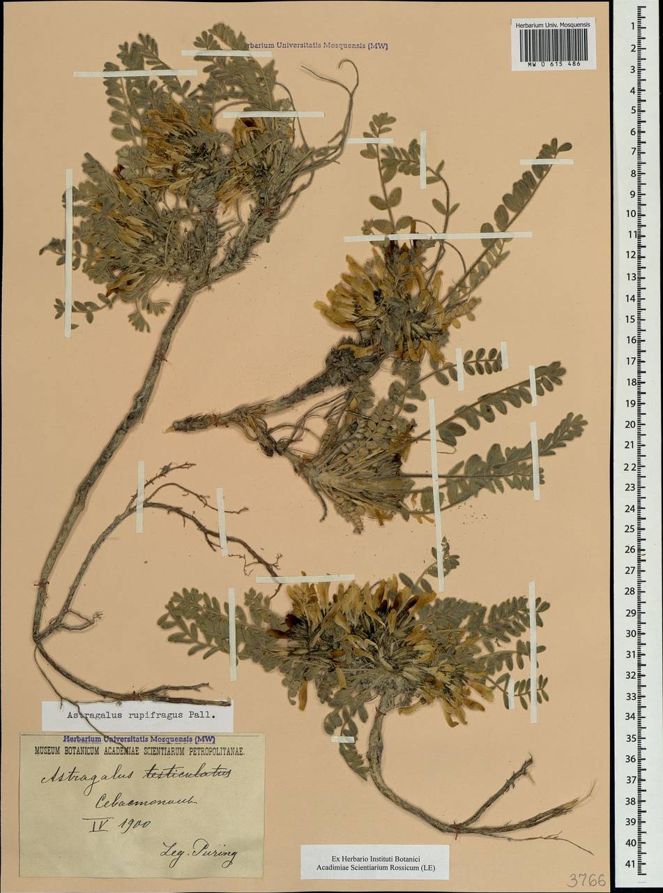 Astragalus rupifragus Pall., Crimea (KRYM) (Russia)