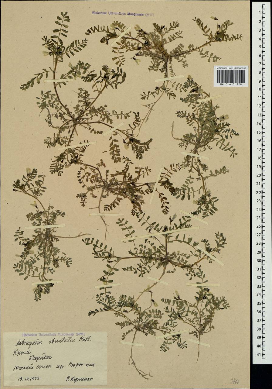 Astragalus guttatus Banks & Solander, Crimea (KRYM) (Russia)