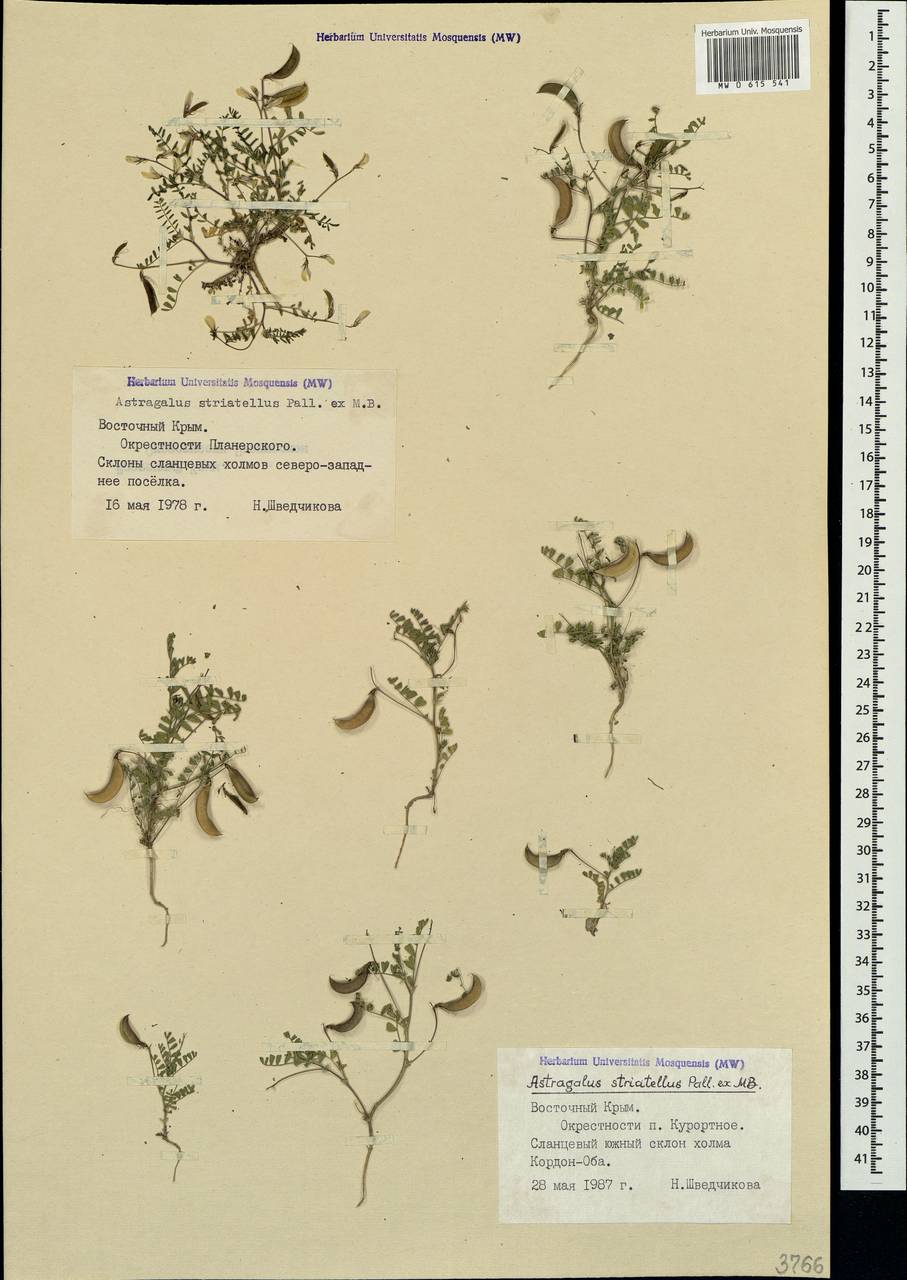 Astragalus guttatus Banks & Solander, Crimea (KRYM) (Russia)