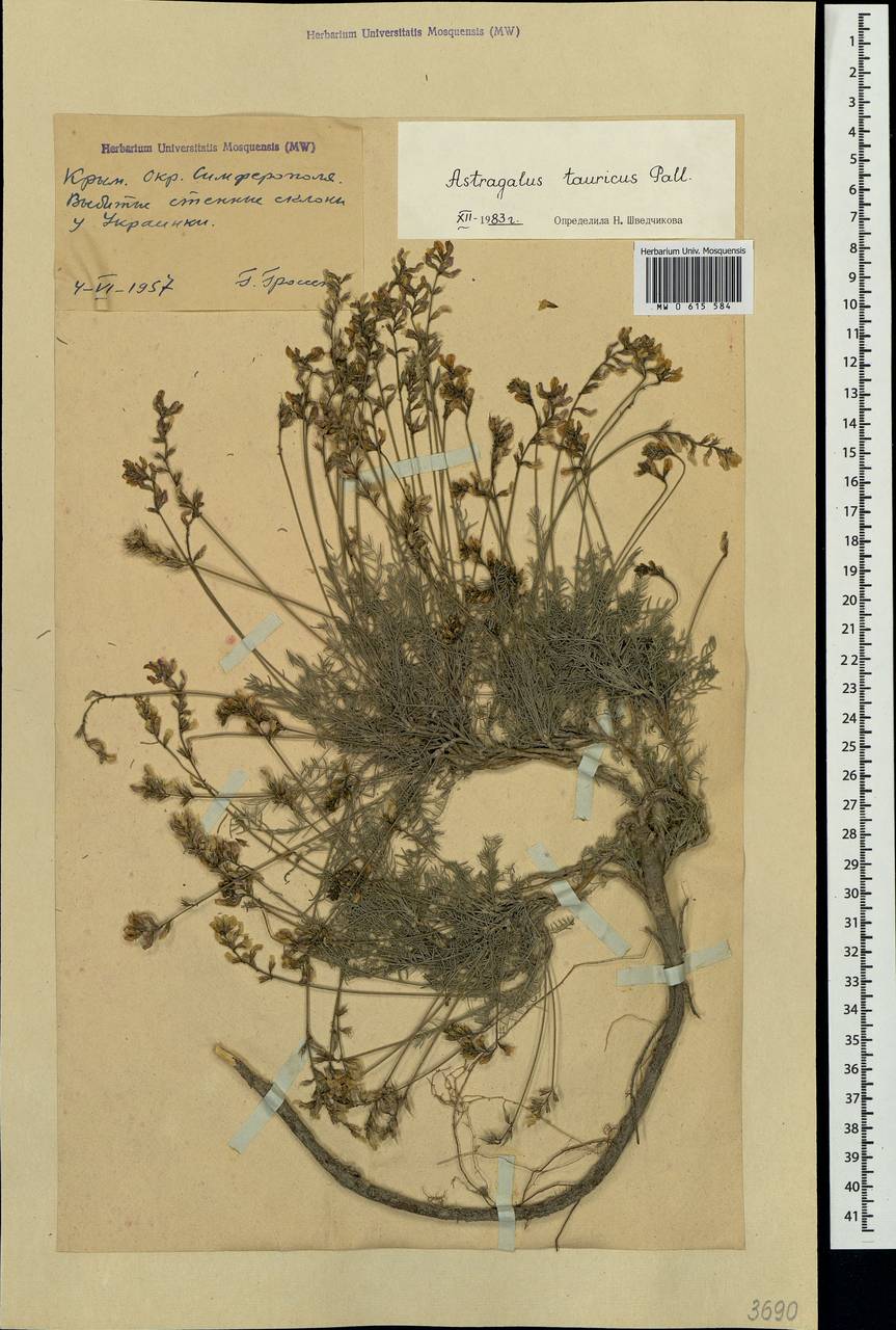 Astragalus leontinus Wulfen, Crimea (KRYM) (Russia)