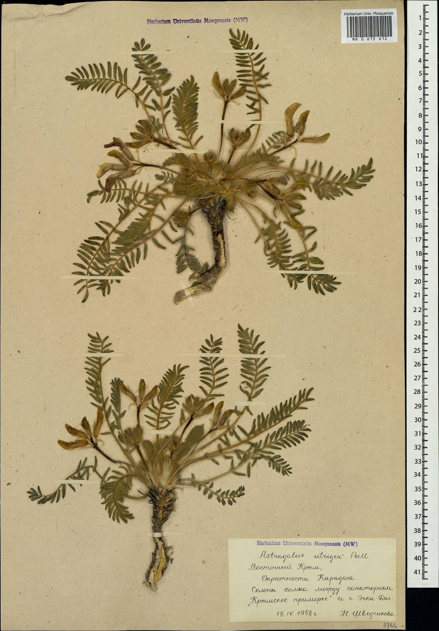 Astragalus utriger Pall., Crimea (KRYM) (Russia)