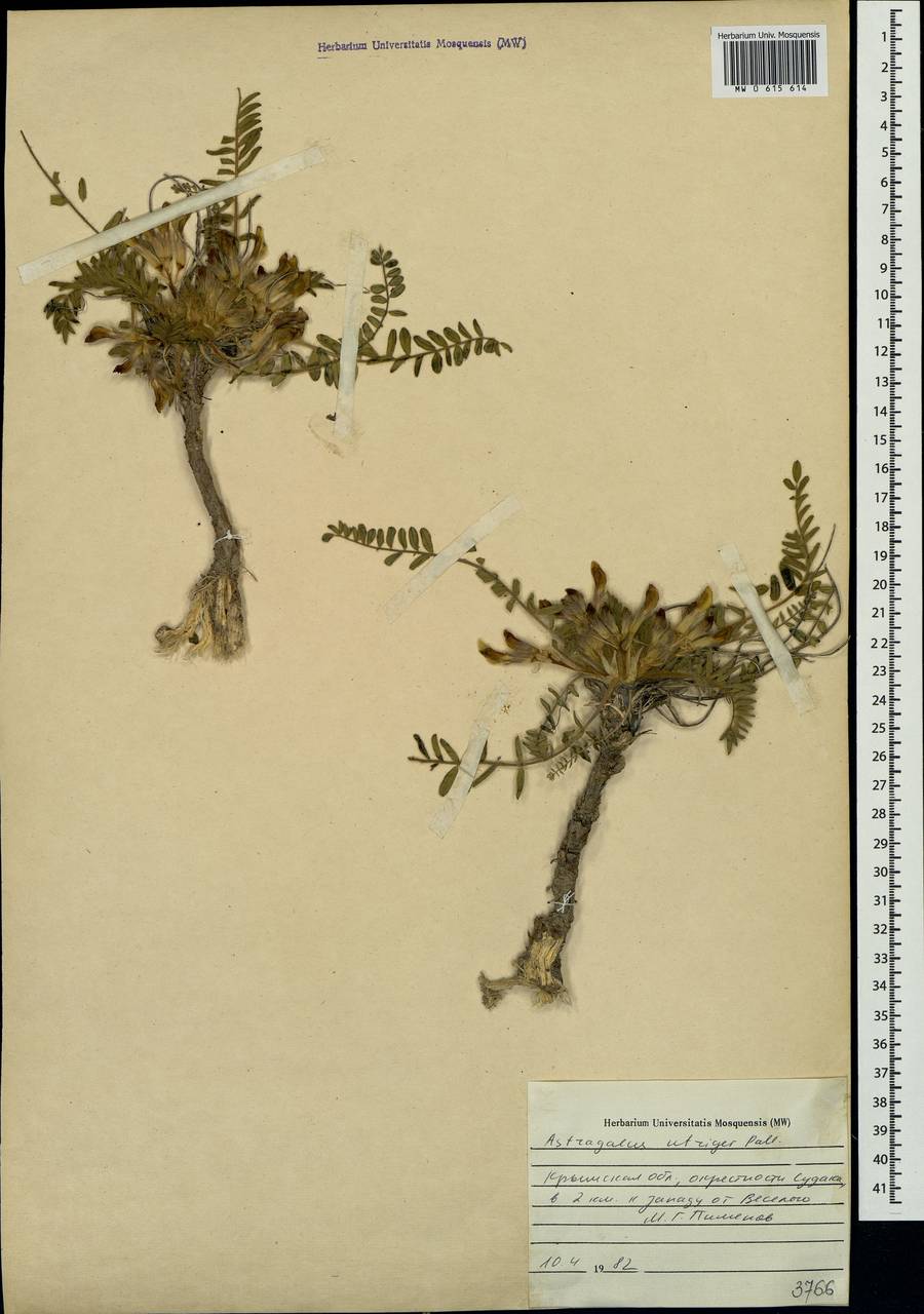 Astragalus utriger Pall., Crimea (KRYM) (Russia)