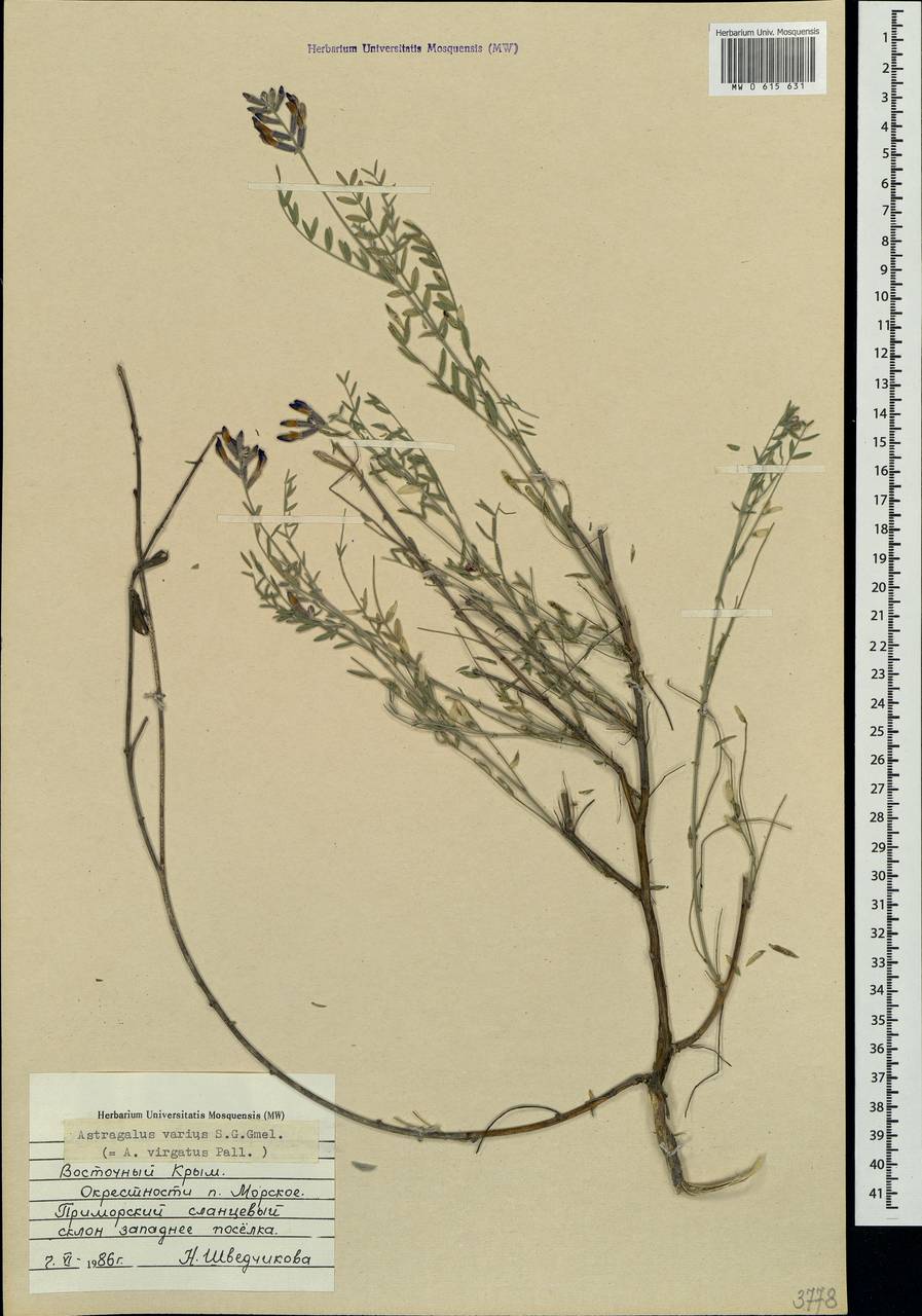 Astragalus varius, Crimea (KRYM) (Russia)