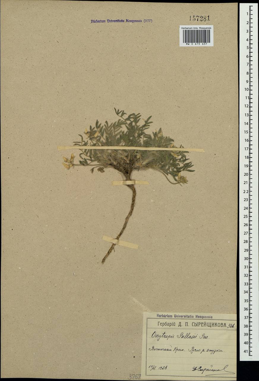 Oxytropis pallasii Pers., Crimea (KRYM) (Russia)