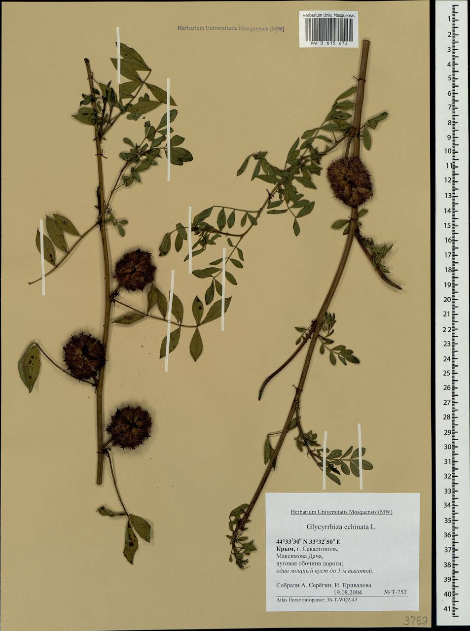 Glycyrrhiza echinata L., Crimea (KRYM) (Russia)