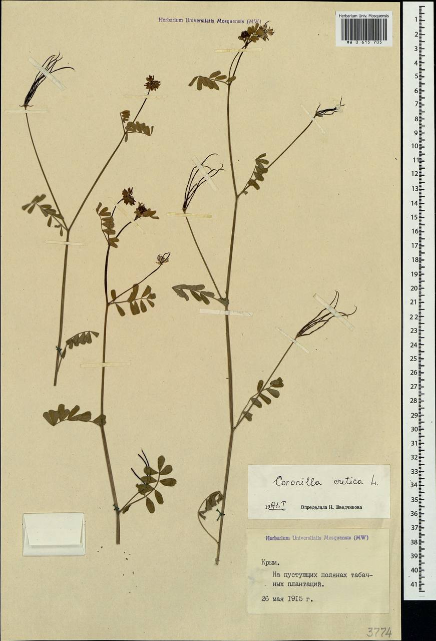 Coronilla cretica L., Crimea (KRYM) (Russia)