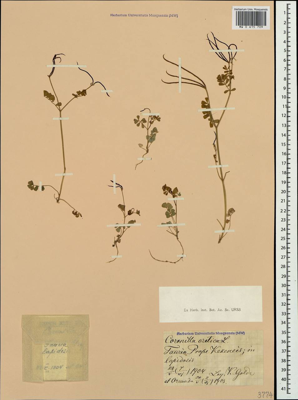 Coronilla cretica L., Crimea (KRYM) (Russia)