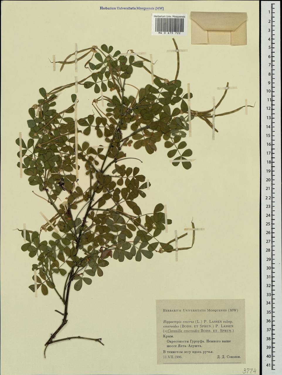 Hippocrepis emerus subsp. emeroides (Boiss. & Spruner)Lassen, Crimea (KRYM) (Russia)