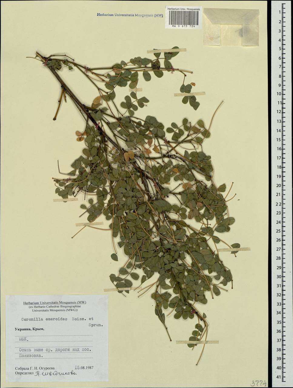 Hippocrepis emerus subsp. emeroides (Boiss. & Spruner)Lassen, Crimea (KRYM) (Russia)
