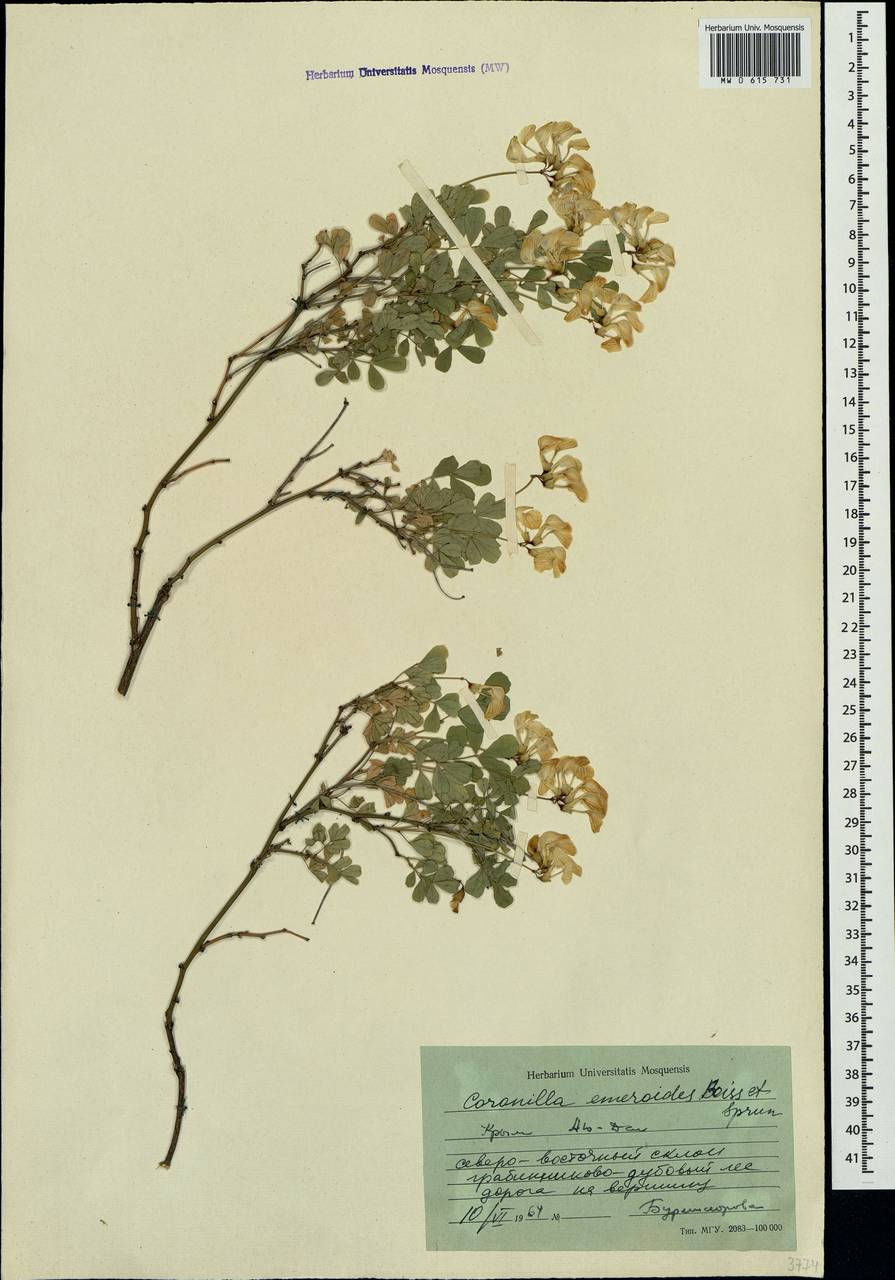 Hippocrepis emerus subsp. emeroides (Boiss. & Spruner)Lassen, Crimea (KRYM) (Russia)