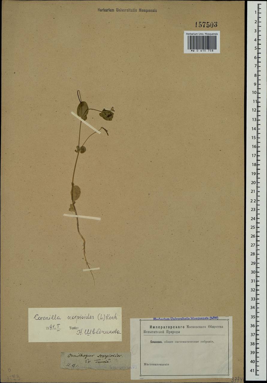 Coronilla scorpioides (L.) W.D.J.Koch, Crimea (KRYM) (Russia)