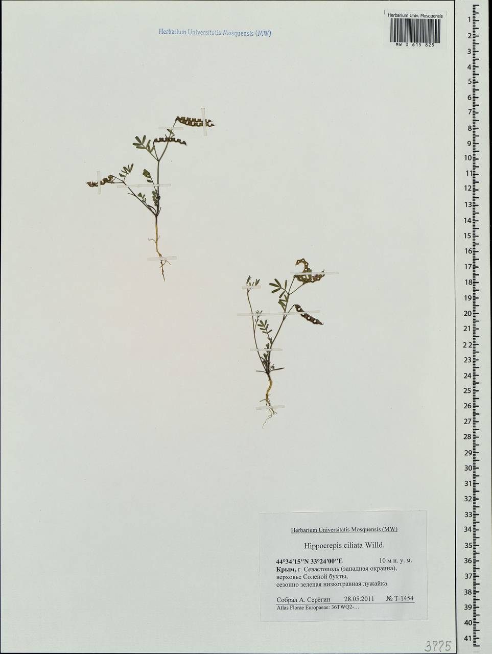 Hippocrepis ciliata Willd., Crimea (KRYM) (Russia)