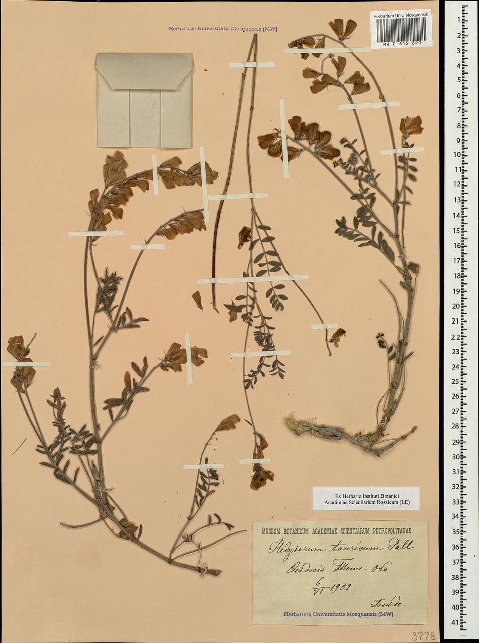 Hedysarum tauricum Pall. ex Willd., Crimea (KRYM) (Russia)