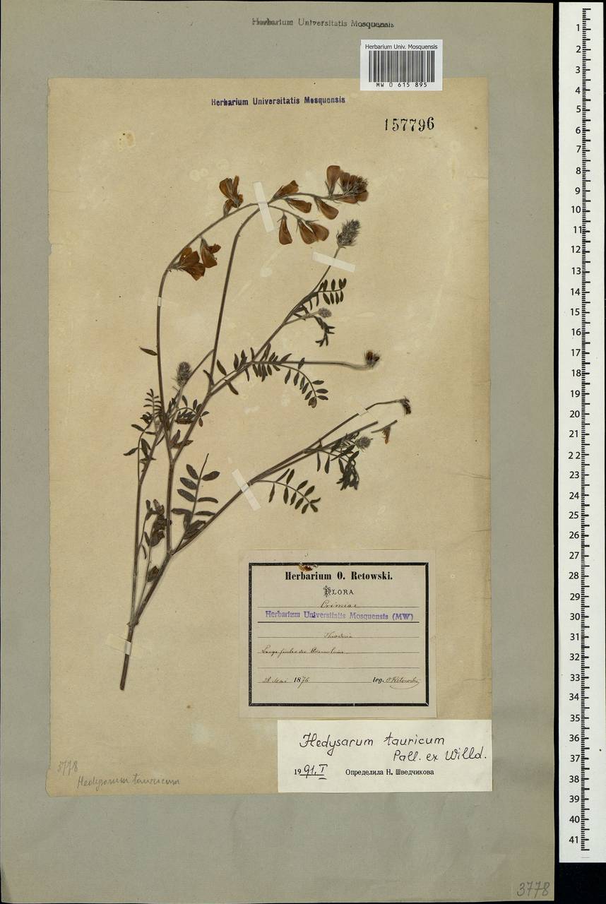 Hedysarum tauricum Willd., Crimea (KRYM) (Russia)