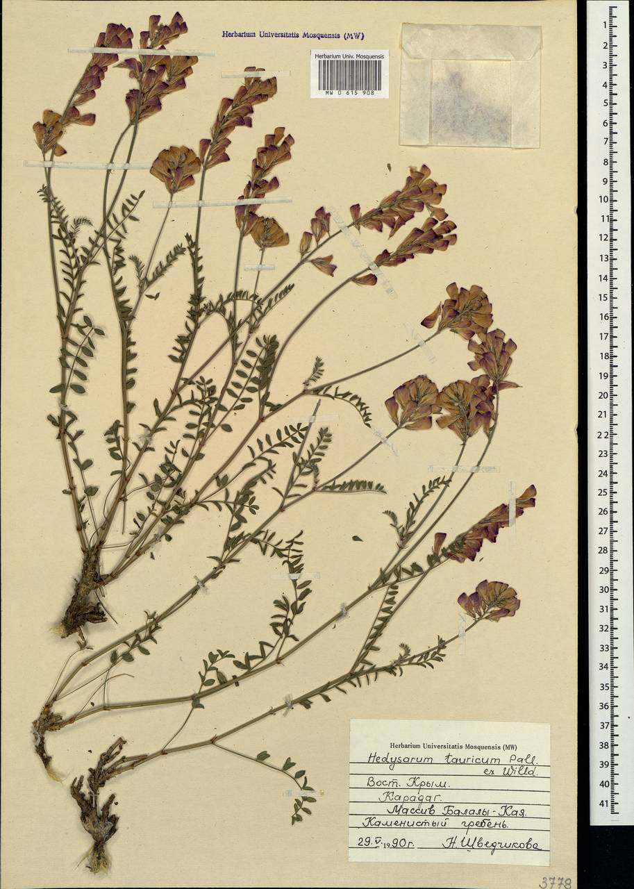 Hedysarum tauricum Willd., Crimea (KRYM) (Russia)