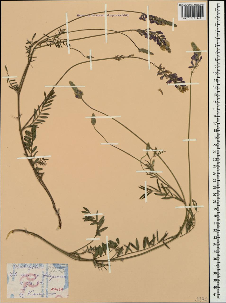 Onobrychis jailae Czernova, Crimea (KRYM) (Russia)