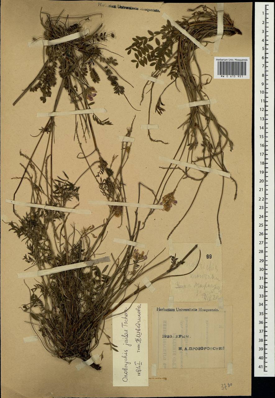 Onobrychis jailae Czernova, Crimea (KRYM) (Russia)