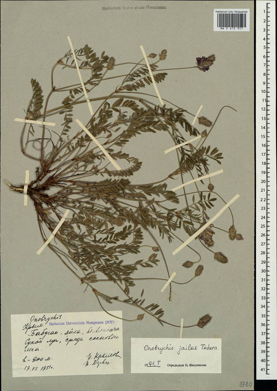 Onobrychis jailae Czernova, Crimea (KRYM) (Russia)