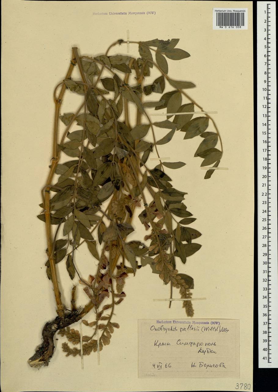 Onobrychis pallasii (Willd.)M.Bieb., Crimea (KRYM) (Russia)