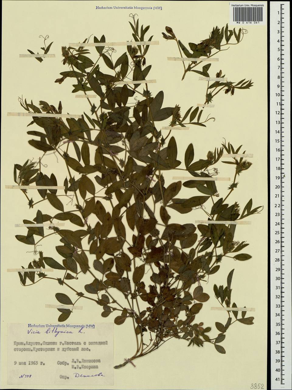 Vicia bithynica (L.)L., Crimea (KRYM) (Russia)