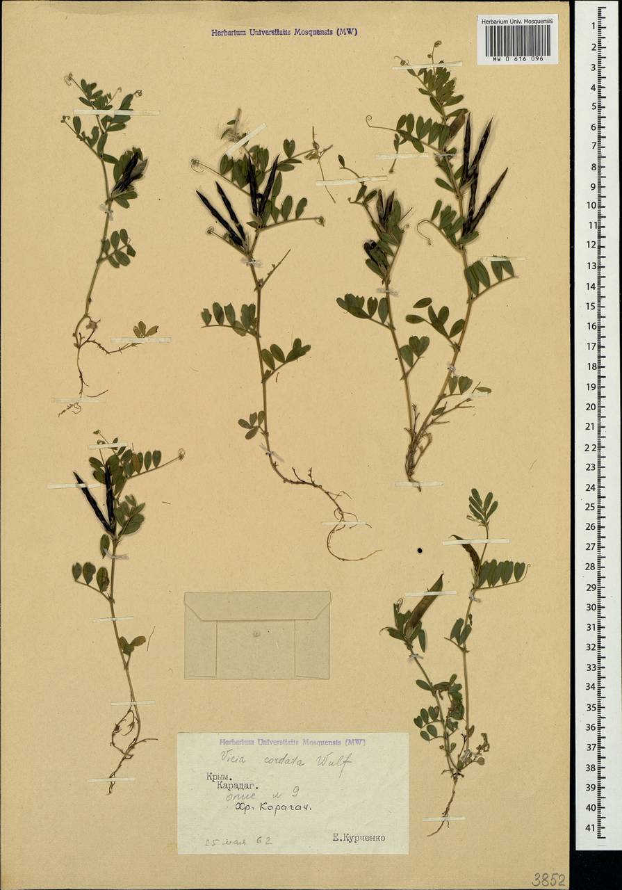Vicia sativa subsp. cordata (Hoppe)Asch. & Graebn., Crimea (KRYM) (Russia)