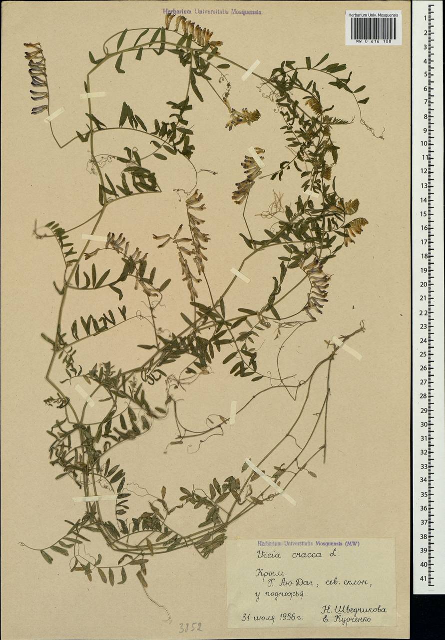 Vicia cracca L., Crimea (KRYM) (Russia)