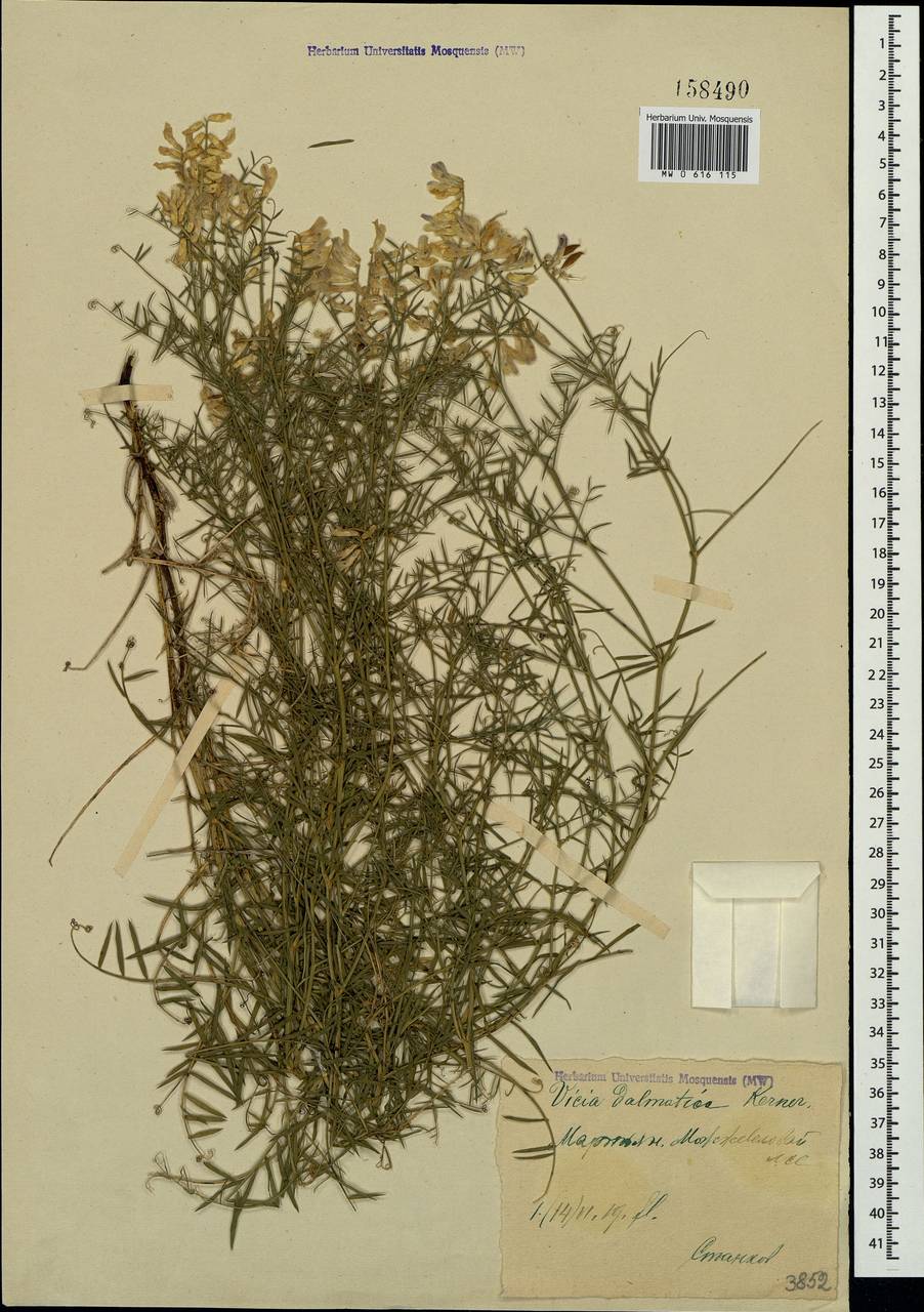 Vicia tenuifolia subsp. elegans (Guss.)Nyman, Crimea (KRYM) (Russia)