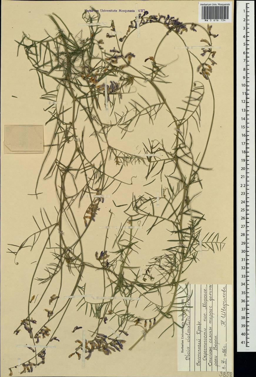 Vicia tenuifolia subsp. elegans (Guss.)Nyman, Crimea (KRYM) (Russia)