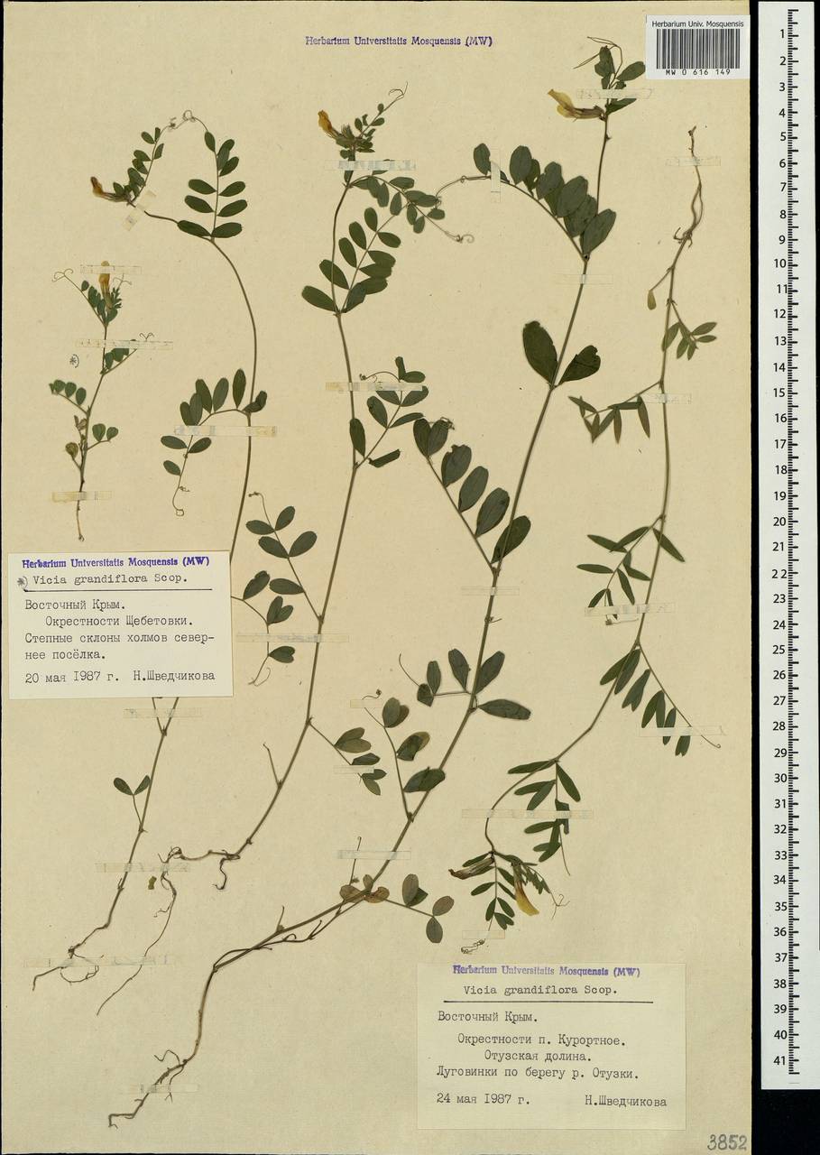 Vicia grandiflora Scop., Crimea (KRYM) (Russia)