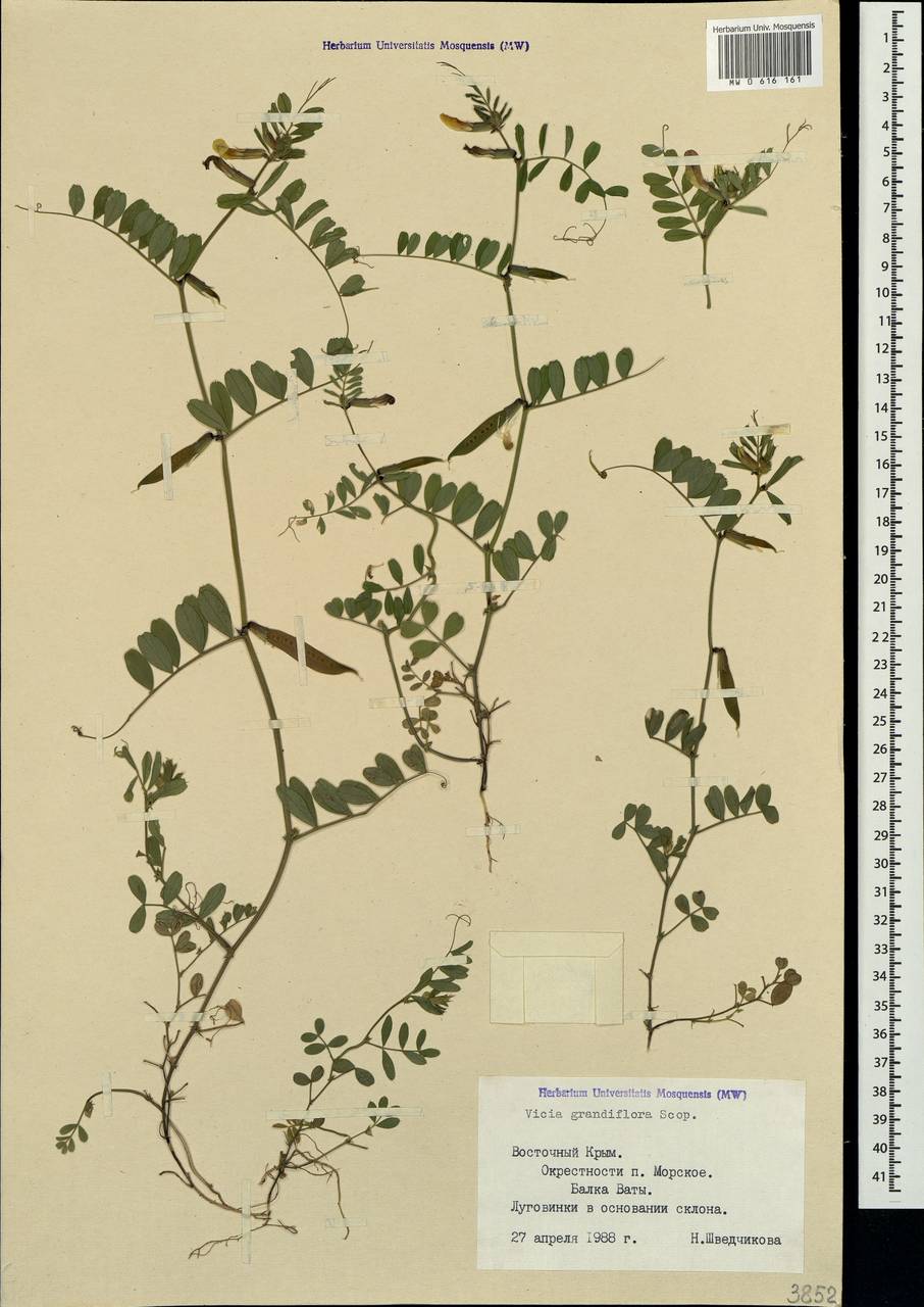 Vicia grandiflora Scop., Crimea (KRYM) (Russia)