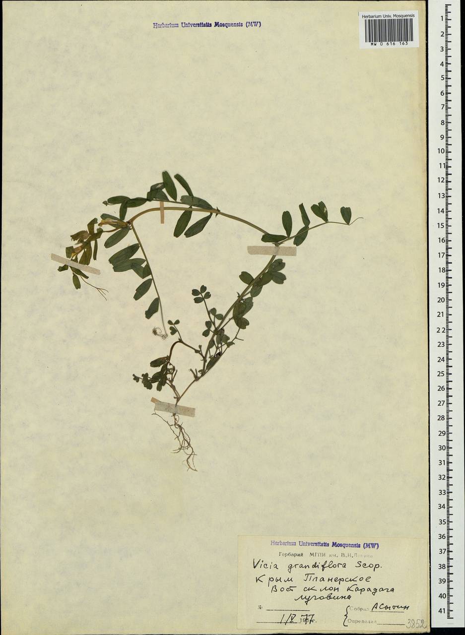 Vicia grandiflora Scop., Crimea (KRYM) (Russia)